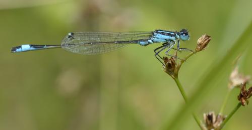 Ischnura elegans